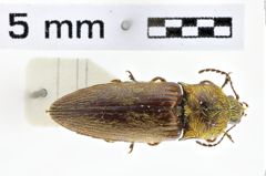Foto (Dorsalansicht) von Hylodesis jenilillata (NHMW-ZOO-COL-0010596)